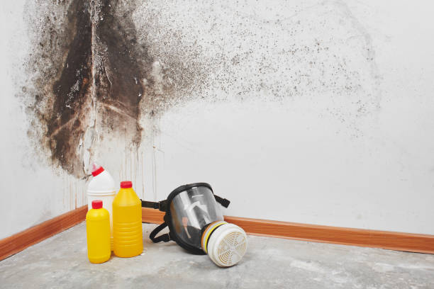 Best Home Mold Removal  in Wolf Lake, MI