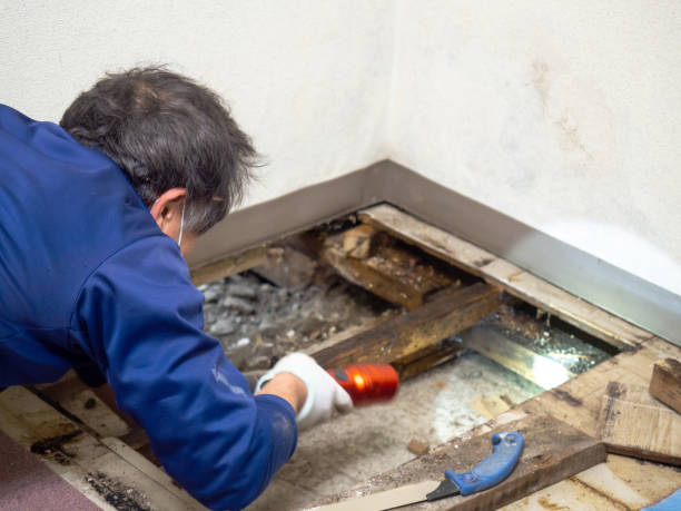 Best Office Mold Removal Services  in Wolf Lake, MI