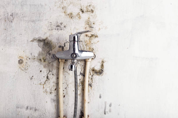 Wolf Lake, MI Mold Removal Company