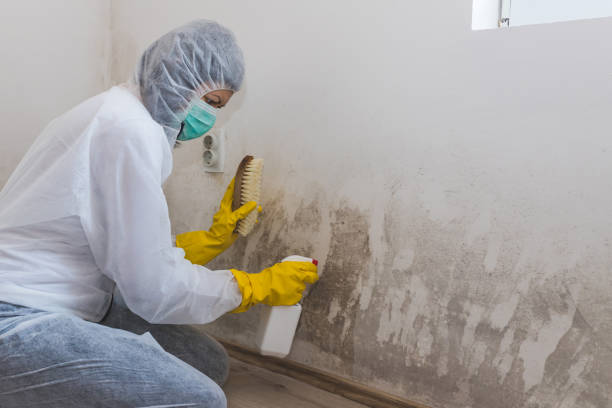 Best Professional Mold Removal  in Wolf Lake, MI