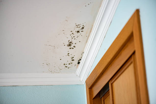 Best Local Mold Removal Service  in Wolf Lake, MI