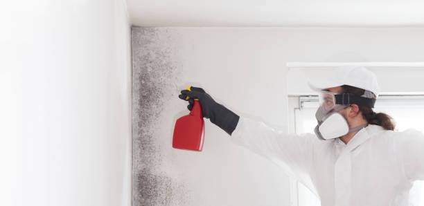 Best Water Damage Restoration  in Wolf Lake, MI