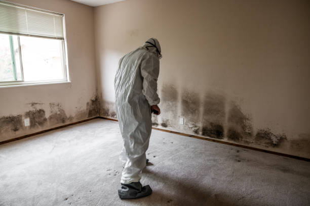 Best Home Mold Removal  in Wolf Lake, MI