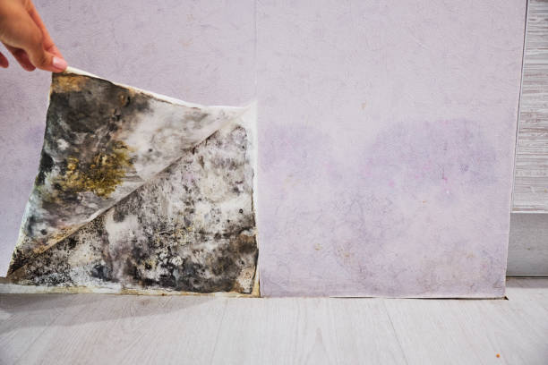 Best Emergency Mold Removal  in Wolf Lake, MI